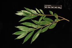 Salix ×fragilis f. vitellina. Foliage and golden stem colour.
 Image: D. Glenny © Landcare Research 2020 CC BY 4.0